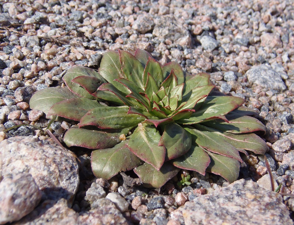 Image of Oenothera rubricaulis specimen.