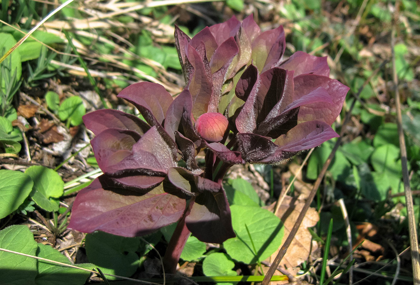 Изображение особи Paeonia caucasica.