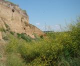 Melilotus officinalis. Цветущие растения. Краснодарский край, г. Усть-Лабинск, склон правого берега Кубани, оползневая масса суглинка. 21.06.2017.