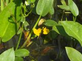 Utricularia australis