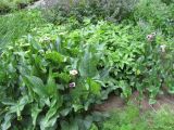 Zantedeschia elliottiana