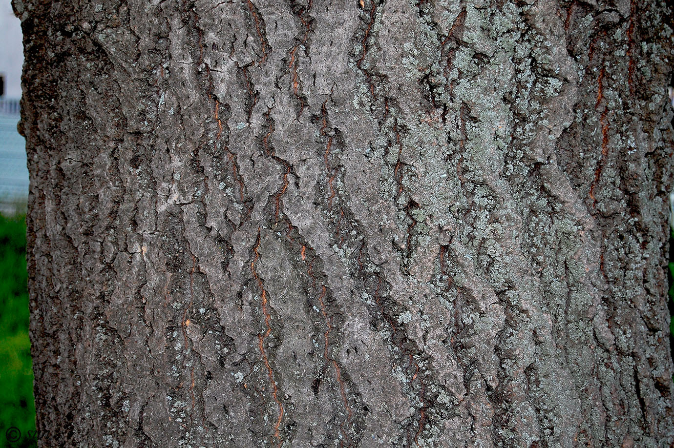 Image of Populus tremula specimen.