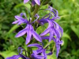 Lobelia sessilifolia. Часть соцветия. Приморский край, Спасский р-н, окр. с. Хвалынка, разнотравный заболоченный луг. 27.08.2017.