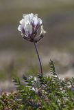 Oxytropis sordida