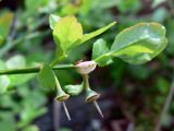 Vaccinium myrtillus