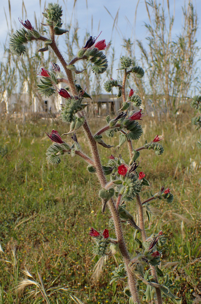 Изображение особи Echium angustifolium.