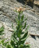 Argusia sibirica. Верхушка побега с завязавшимися плодами. Краснодарский край, г. Новороссийск, берег Суджукской лагуны, осыпь мергелевого обрыва. 05.08.2018.