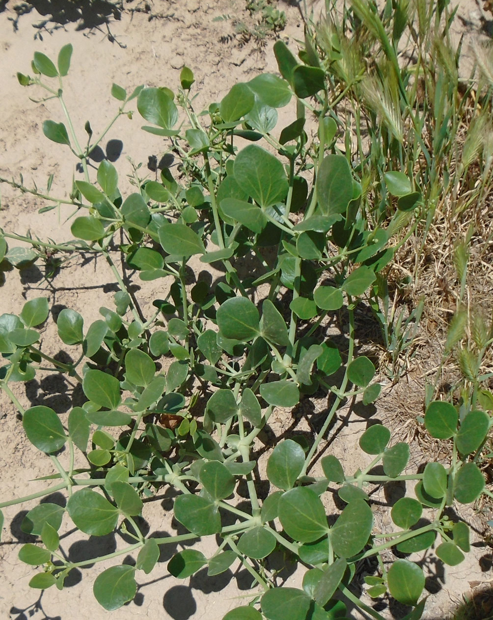 Изображение особи Zygophyllum oxianum.