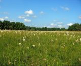 Filipendula vulgaris. Пойменный луг с аспектом цветущей таволги. Чувашия, окр. г. Шумерля, Кумашкинский заказник, Соколова поляна. 14 июня 2008 г.