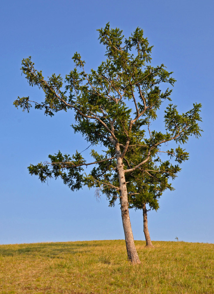 Изображение особи Larix sibirica.