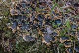 genus Peltigera