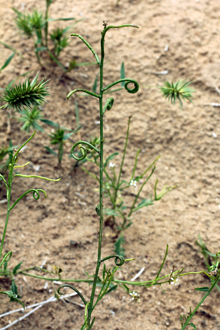 Изображение особи Streptoloma desertorum.