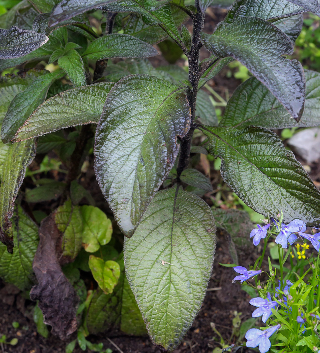 Изображение особи Heliotropium arborescens.