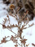 Echinops albicaulis