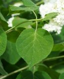 Hydrangea arborescens