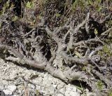 Pimpinella tragium