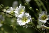 Alcea nudiflora