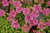 Sedum spurium. Соцветия. Краснодарский край, Адлерский р-н, окр. с. Эстосадок, северный склон хр. Аибга, каменистая осыпь, выс. ≈ 2400 м н.у.м. 12.08.2020.