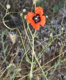 Papaver pavoninum. Верхняя часть цветущего и плодоносящего растения. Узбекистан, г. Ташкент, пос. Улугбек, санитарно-защитная зона. 05.06.2016.