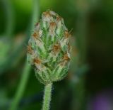 Plantago afra