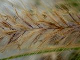 Pennisetum setaceum