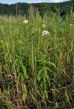 Eupatorium lindleyanum