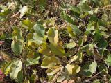 Salix crassijulis. Растение с листьями в осенней окраске. Магаданская обл., г. Магадан, около здания ИБПС, в посадках. 26.09.2020.