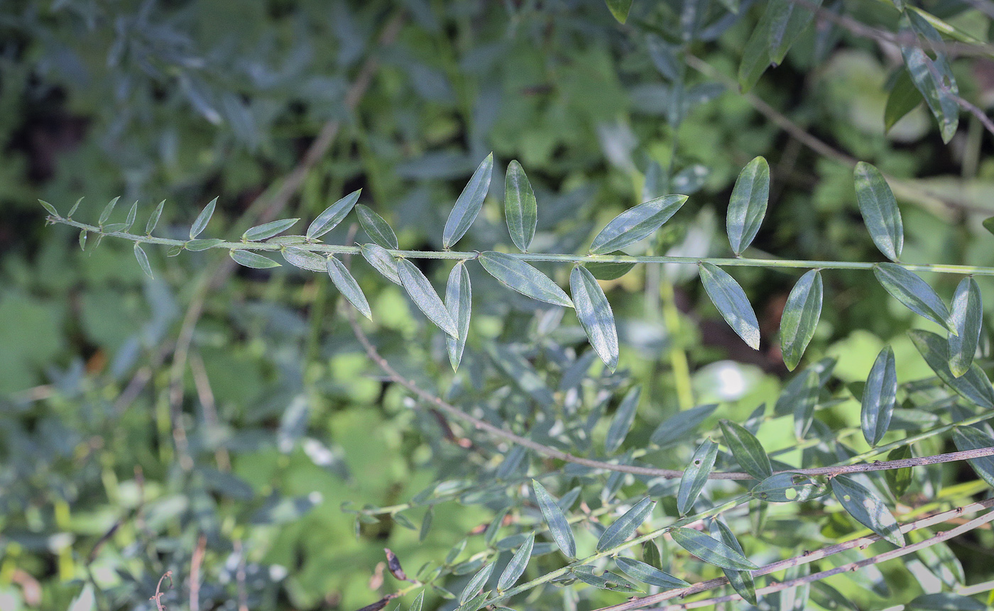 Изображение особи Genista tinctoria.