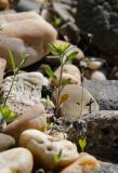 род Alyssum