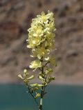 Delphinium biternatum