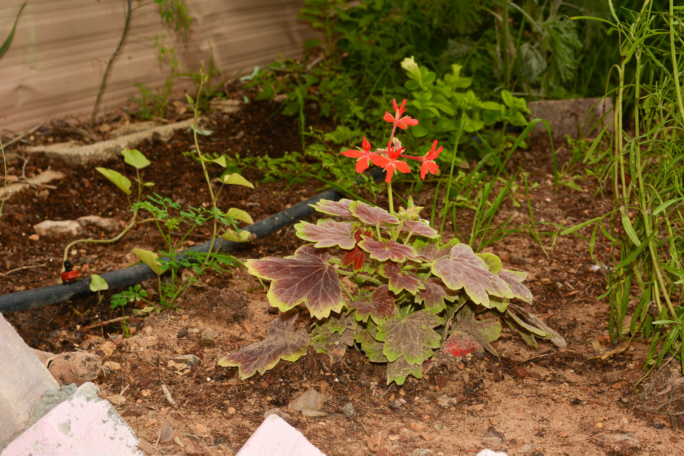 Изображение особи род Pelargonium.