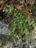 Asplenium × alternifolium. Вайи. Крым, Ю. берег, г. Ай-Йори. 29 ноября 2010 г.