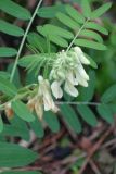 Vicia balansae