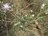 Centaurea majorovii. Часть побега с соцветиями и соплодиями. Ростовская обл., Персиановская степь, окр. станицы Красюковская, верхняя песчаная часть правого коренного берега р. Грушевка. 01.09.2011.