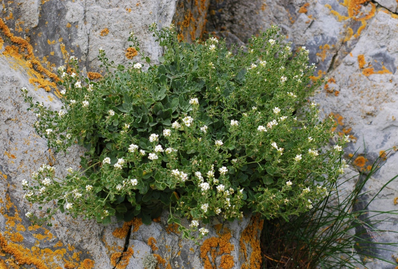 Изображение особи Draba borealis.