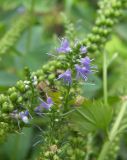 Veronica longifolia