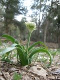 Allium israeliticum. Цветущее растение. Израиль, Северный Негев, лес Лаав. 28.02.2013.