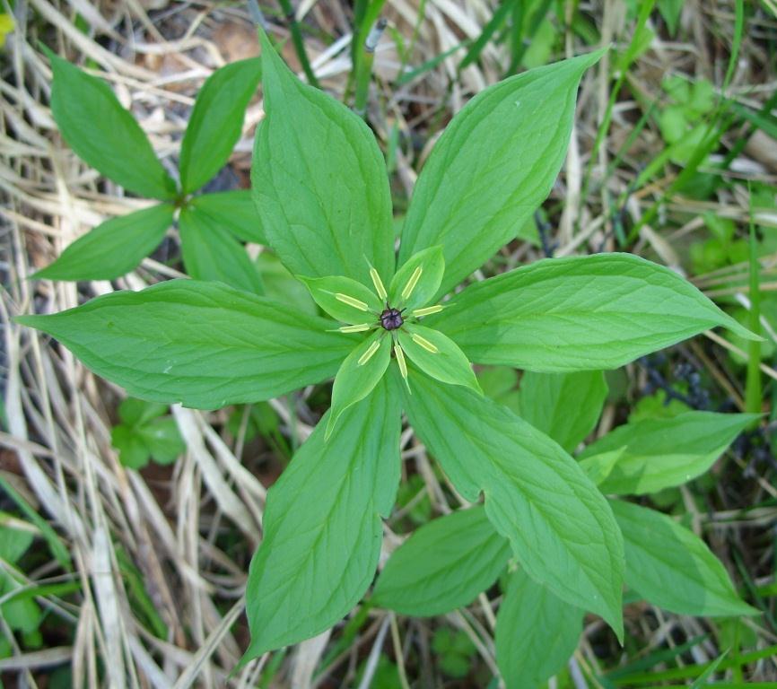 Image of Paris verticillata specimen.