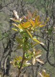 Pistacia mutica. Веточка с молодыми листьями. Крым, Карадагский заповедник, склоны горы Малый Карадаг. 4 мая 2013 г.