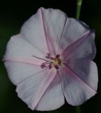 Convolvulus dorycnium