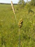 Carex panicea
