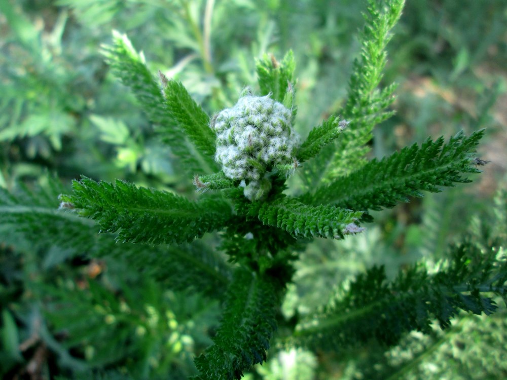 Image of Achillea nobilis specimen.