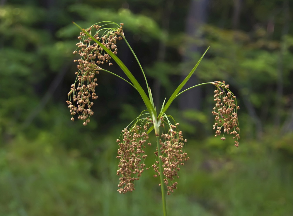 Изображение особи Scirpus asiaticus.