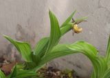 Cypripedium shanxiense. Цветущее растение. Нижний Новгород, Ботанический сад ННГУ им. Н.И. Лобачевского, в культуре. 23.05.2014.