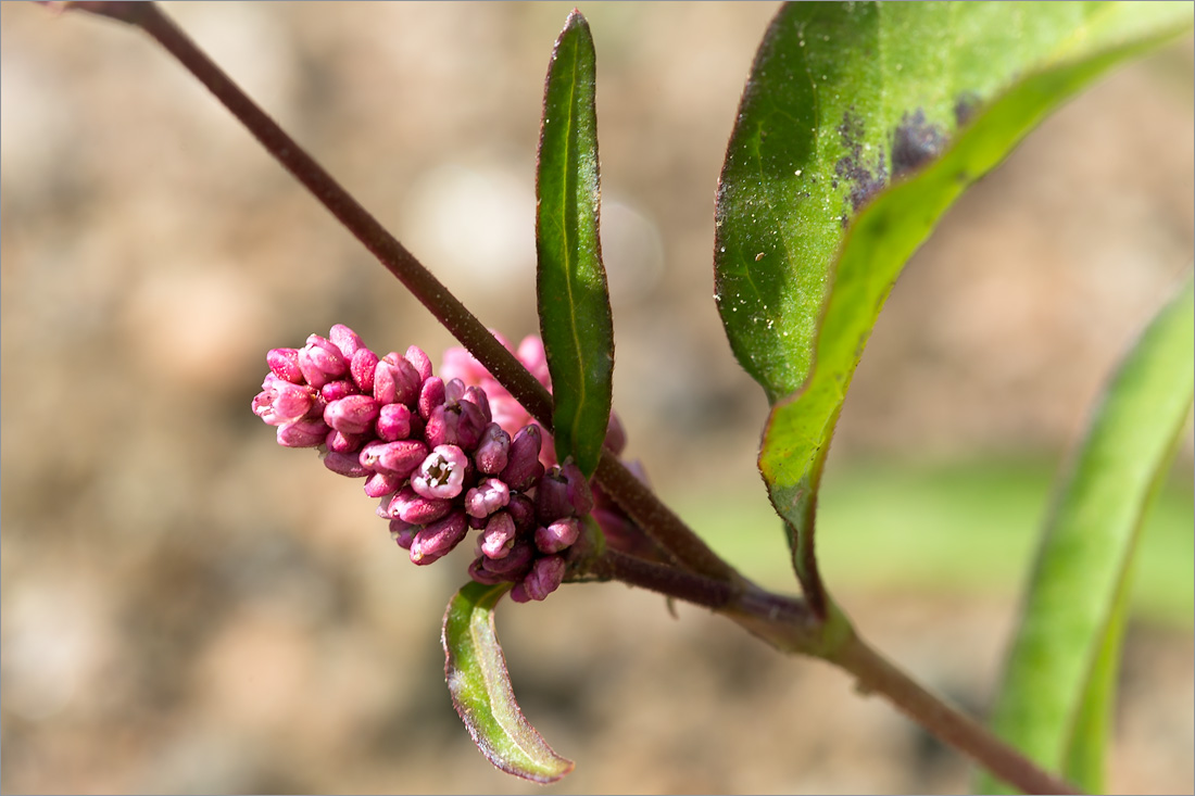 Изображение особи Persicaria lapathifolia.