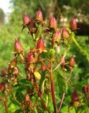 Hypericum maculatum. Верхушка плодоносящего растения. Томская обл., окр. г. Томск, лесной луг. 1.09.2009.