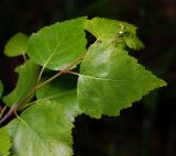 Betula pendula