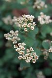 Spiraea pilosa