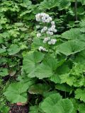 Petasites albus