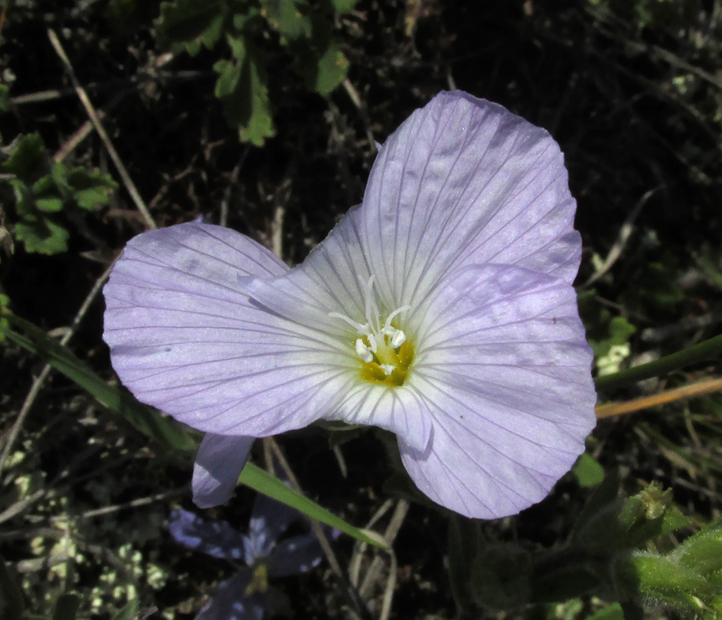 Изображение особи Linum lanuginosum.